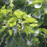 <i>Berrya cordifolia</i>  (Willd.) Burret